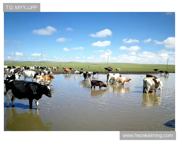 中央脉搏与北方星的精彩对决比分分析及赛后点评
